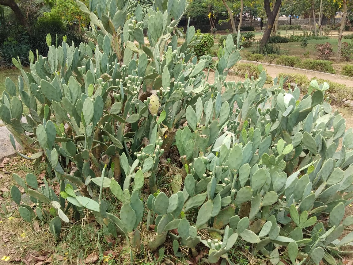 Cactus Garden (Prickly pear/Nagphani) 
