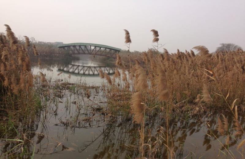Yamuna Biodiversity park