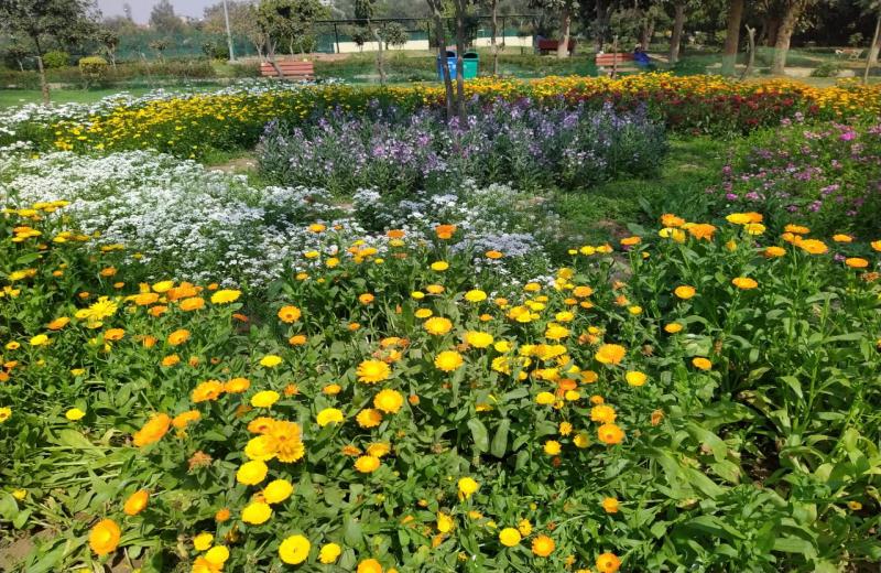 Satya Park, Naraina