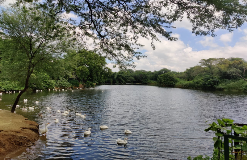 Water body at Sanjay van